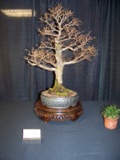 Annual Show 2011 - 12 2011